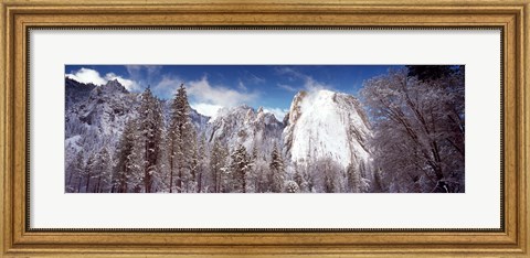 Framed Snowy trees with rocks in winter, Cathedral Rocks, Yosemite National Park, California, USA Print