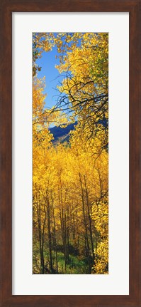 Framed Valley with Aspen trees in autumn, Colorado, USA Print