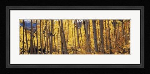 Framed Autumn Aspen trees, Colorado, USA Print
