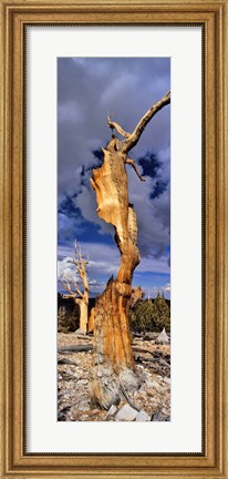 Framed Bristlecone pine trees (Pinus longaeva) on a landscape, White Mountain, California, USA Print
