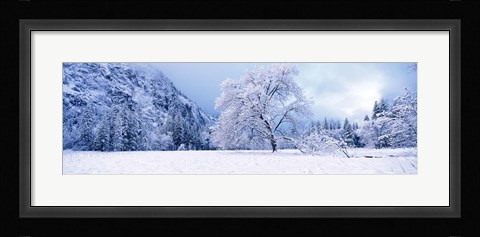 Framed Snow covered oak trees in a valley, Yosemite National Park, California, USA Print