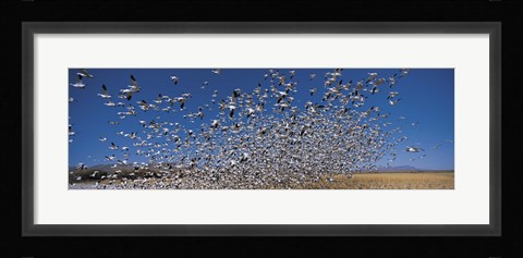 Framed Flock of Snow geese flying, Bosque Del Apache National Wildlife Reserve, New Mexico Print