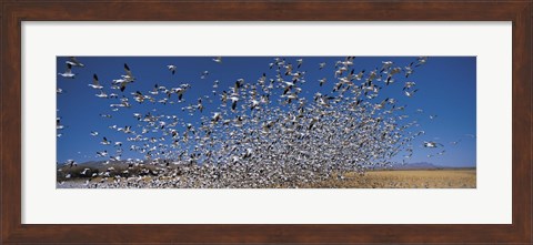 Framed Flock of Snow geese flying, Bosque Del Apache National Wildlife Reserve, New Mexico Print