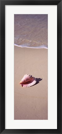 Framed High angle view of a conch shell on the beach, Bahamas Print