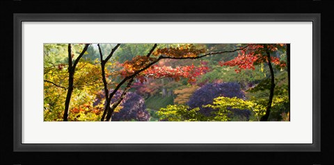 Framed Trees in a garden, Butchart Gardens, Victoria, Vancouver Island, British Columbia, Canada Print