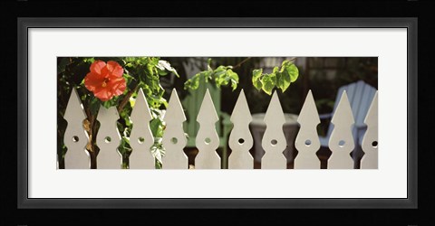 Framed White picket fence and red hibiscus flower along Whitehead Street, Key West, Monroe County, Florida, USA Print
