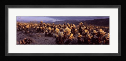 Framed Cholla Cactus in a desert, California, USA Print
