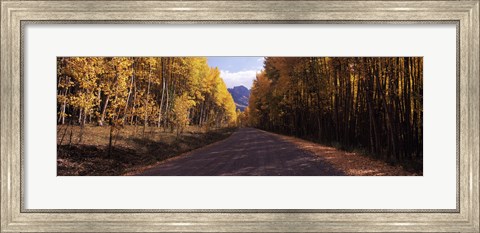 Framed Trees both sides of a dirt road, Jackson Guard Station, Owl Creek Pass, Ridgway, Colorado, USA Print