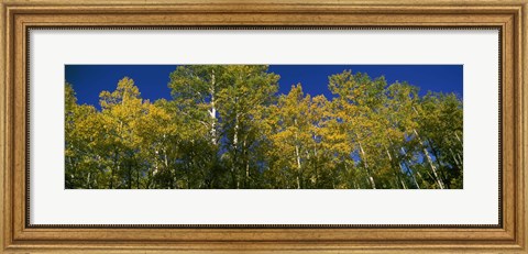 Framed Low angle view of trees, Colorado, USA Print
