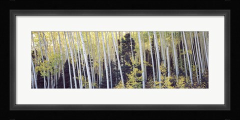 Framed Aspen trees in a forest, Aspen, Pitkin County, Colorado, USA Print