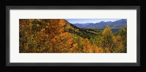 Framed Forest, Silverton, San Juan County, Colorado, USA Print
