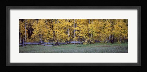 Framed Forest, State Highway 62, Ridgway, Colorado Print