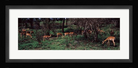 Framed Herd of impalas (Aepyceros Melampus) grazing in a forest, Kruger National Park, South Africa Print