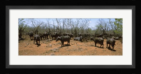 Framed Herd of Cape buffaloes wait out in the minimal shade of thorn trees, Kruger National Park, South Africa Print