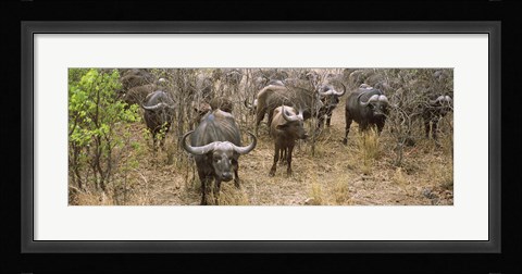 Framed Herd of Cape buffaloes, Kruger National Park, South Africa Print