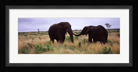 Framed Two African elephants (Loxodonta Africana) socialize on the savannah plains, Kruger National Park, South Africa Print