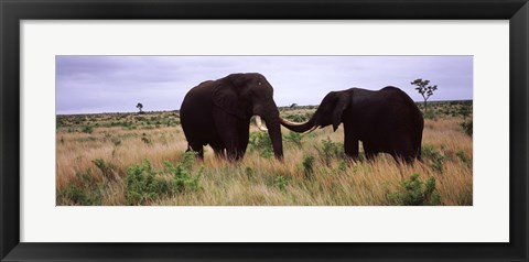 Framed Two African elephants (Loxodonta Africana) socialize on the savannah plains, Kruger National Park, South Africa Print