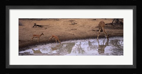 Framed Impalas (Aepyceros Melampus) and a giraffe at a waterhole, Mkuze Game Reserve, Kwazulu-Natal, South Africa Print