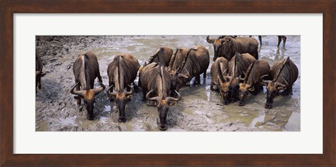 Framed Herd of Blue wildebeests (Connochaetes taurinus) at a waterhole, Mkuze Game Reserve, Kwazulu-Natal, South Africa Print
