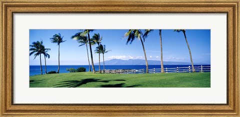 Framed Palm trees at the coast, Ritz Carlton Hotel, Kapalua, Molokai, Maui, Hawaii, USA Print