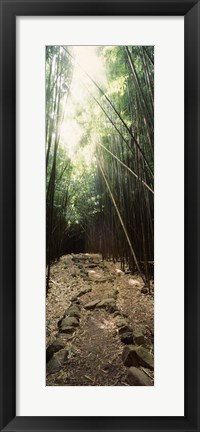 Framed Stone path through a Bamboo forest, Oheo Gulch, Seven Sacred Pools, Hana, Maui, Hawaii, USA Print