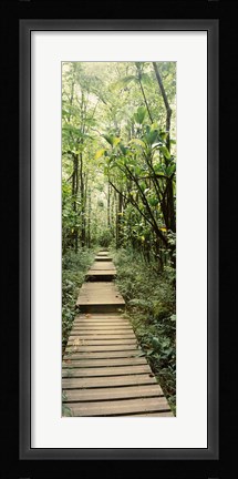 Framed Stepped path surronded by Bamboo shoots, Oheo Gulch, Seven Sacred Pools, Hana, Maui, Hawaii, USA Print
