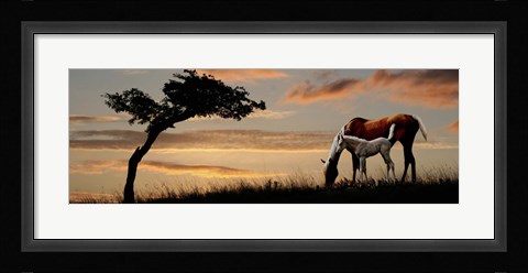 Framed Horse mare and a foal grazing by tree at sunset Print