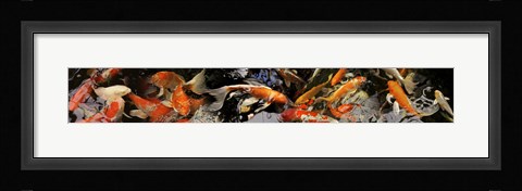Framed Koi carp Print