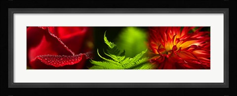 Framed Leaves and red flowers Print