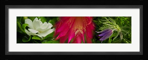 Framed White, pink and purple flowers Print