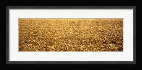 Framed Panorama of amber waves of grain, wheat field in Provence-Alpes-Cote D'Azur, France Print