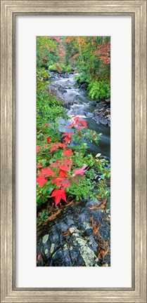 Framed River flowing through a forest, Black River, Upper Peninsula, Michigan (vertical) Print