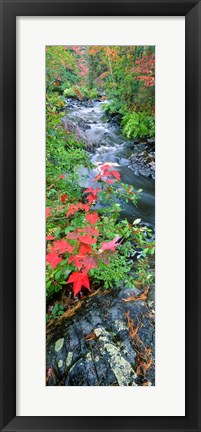 Framed River flowing through a forest, Black River, Upper Peninsula, Michigan (vertical) Print