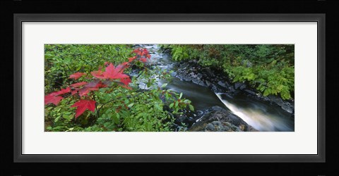 Framed River flowing through a forest, Black River, Upper Peninsula, Michigan (horizontal) Print