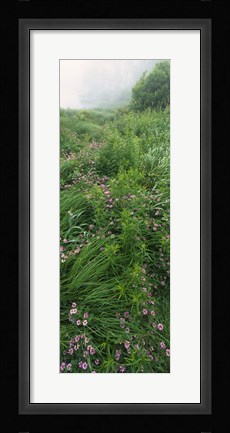 Framed Crown Vetch flowers, Herrington Manor State Park, Maryland, USA Print