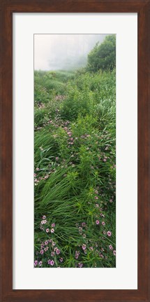 Framed Crown Vetch flowers, Herrington Manor State Park, Maryland, USA Print