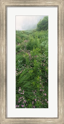 Framed Crown Vetch flowers, Herrington Manor State Park, Maryland, USA Print