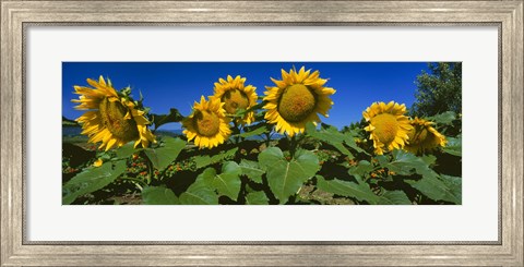Framed Panache Starburst sunflowers in a field, Hood River, Oregon Print