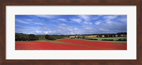 Framed Poppy field in bloom, Worcestershire, West Midlands, England Print