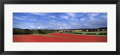 Framed Poppy field in bloom, Worcestershire, West Midlands, England Print