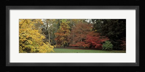 Framed Autumn tree, Gloucestershire, England Print