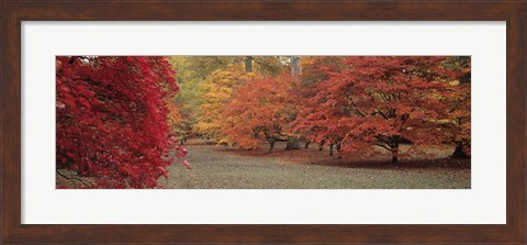 Framed Autumn trees in Westonbirt Arboretum, Gloucestershire, England Print