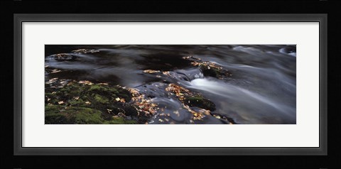 Framed Close-up of Dart River and fallen leaves, Dartmoor, Devon, England Print