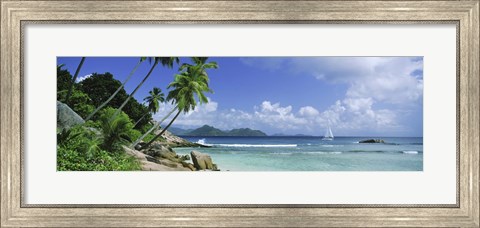 Framed Palm trees on the beach, Anse Severe, La Digue Island, Praslin Island, Seychelles Print