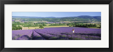 Framed Woman in a field of lavender near Villars in Provence, France Print
