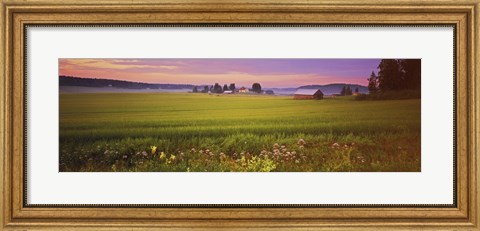 Framed Wildflowers in a field, Finland Print
