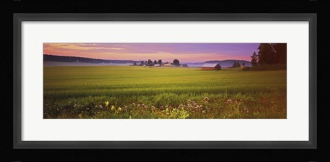 Framed Wildflowers in a field, Finland Print