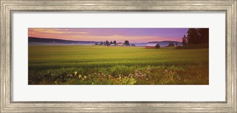 Framed Wildflowers in a field, Finland Print