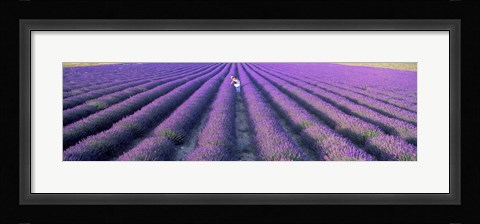 Framed Fields of lavender, Provence-Alpes-Cote d'Azur, France Print