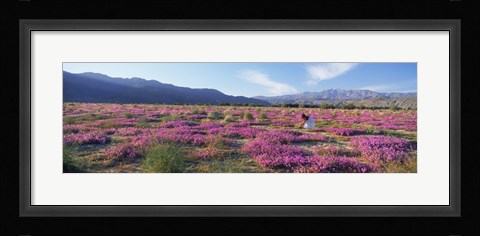 Framed Woman in a Desert Sand Verbena field, Anza Borrego Desert State Park, California, USA Print
